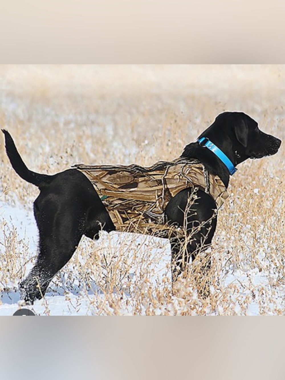 Remington Realtree Camo  Dog Neoprene Hunting Vest XL